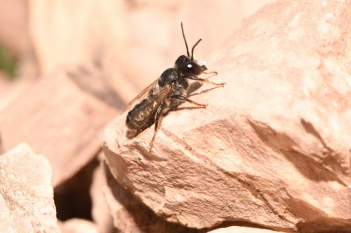 Réf. 271 505 : Megachile ericetorum